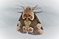 Thyatira batis