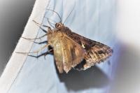 Autographa gamma