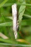 Crambus pascuella