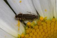 Glyphipterix simpliciella