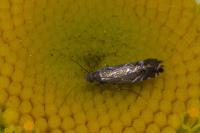 Glyphipterix simpliciella