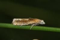 Eucosma cana