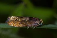Eucosma cana