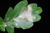 Acrocercops brongniardella