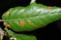 Ectoedemia heringella