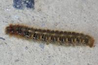 Lasiocampa quercus