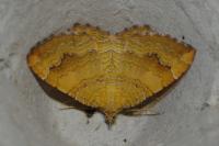 Camptogramma bilineata