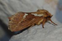 Korscheltellus lupulinus