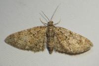 Eupithecia cocciferata