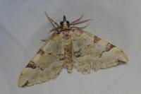 Colostygia pectinataria