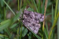 Acronicta rumicis