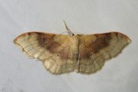 Idaea degeneraria