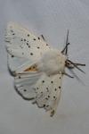 Spilosoma lubricipeda