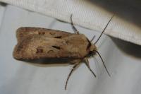 Agrotis exclamationis