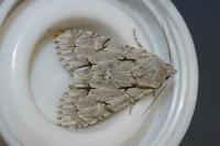 Acronicta psi