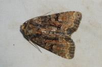 Oligia latruncula/strigilis/versicolor