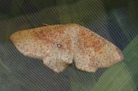 Cyclophora porata