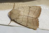 Charanyca trigrammica