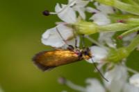 Micropterix calthella