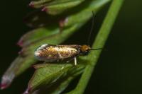 Micropterix aruncella