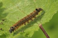 Malacosoma neustria