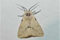 Spilarctia lutea