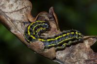 Orthosia miniosa