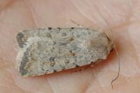 Caradrina clavipalpis