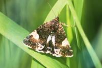 Tyta luctuosa