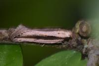 Mirificarma interrupta