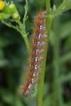 Euplagia quadripunctaria