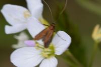 Cauchas rufimitrella