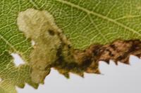 Eriocrania cicatricella