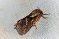 Korscheltellus lupulinus