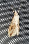 Evergestis forficalis