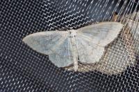 Scopula floslactata