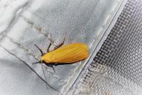 Wittia sororcula