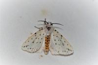 Spilosoma lubricipeda