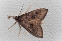 Mecyna asinalis