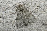 Acronicta megacephala