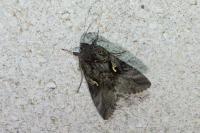 Autographa gamma