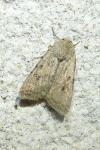 Caradrina clavipalpis