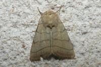Charanyca trigrammica
