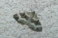 Epirrhoe alternata