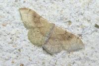 Idaea degeneraria