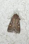 Lacanobia oleracea