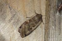 Noctua pronuba