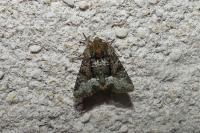 Oligia strigilis