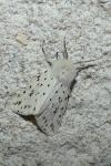 Spilosoma lubricipeda