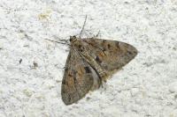 Thera britannica/obeliscata/variata